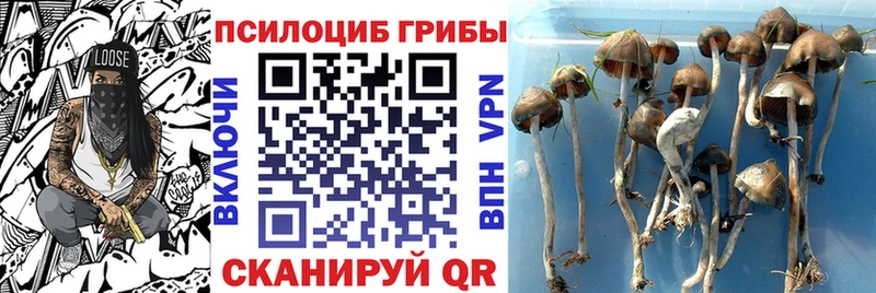 где купить наркотик  дарк нет телеграм  Галлюциногенные грибы мицелий  Ялта 